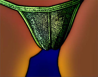 Arti Panties