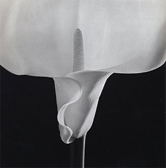 Robert Mapplethorpe