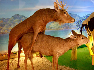 Hihokan Erotic Museum