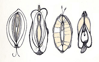 vivaUltra